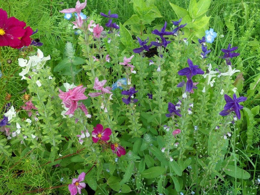 Salvia Brok- Bouquet Ljus Mix Lila Rosa Vit Broksalvia 15 Frön