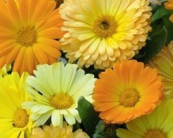 Calendula officinalis 'Gitana Dwarf' - Ringblomma