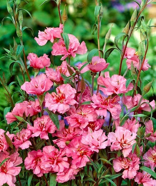 Clarkia ljusrosa ettårig höjd 60 cm blommar juli-september minst 200 frö