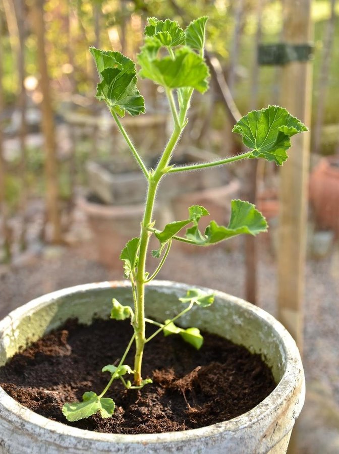 Coca cola Doftpelargon torento med vakra blommor!