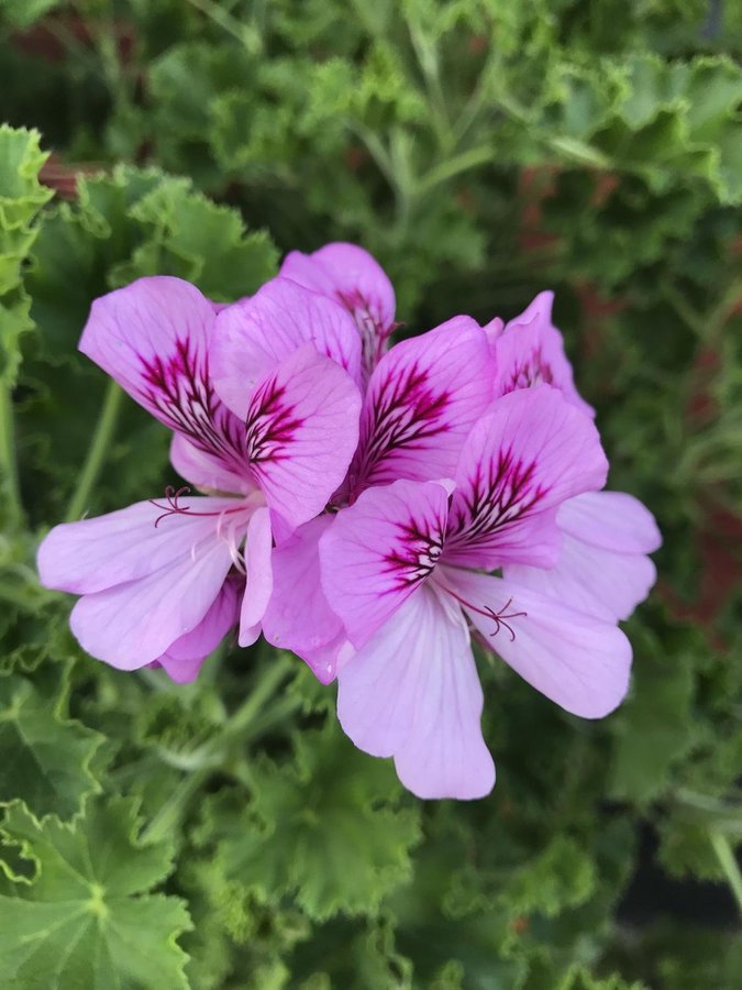 Coca cola Doftpelargon torento med vakra blommor!