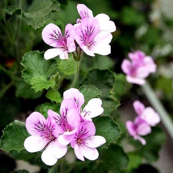 Coca cola Doftpelargon torento med vakra blommor!