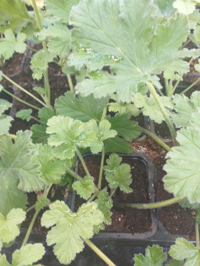 Coca cola Doftpelargon torento med vakra blommor!