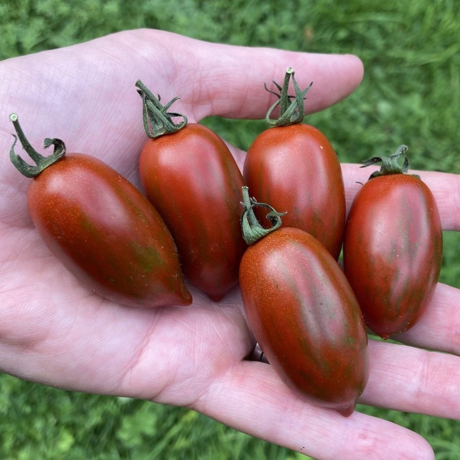 Tomarindo multicolor (Tamarindo multicolor) 6 frön från -23 lagringsbar tomat