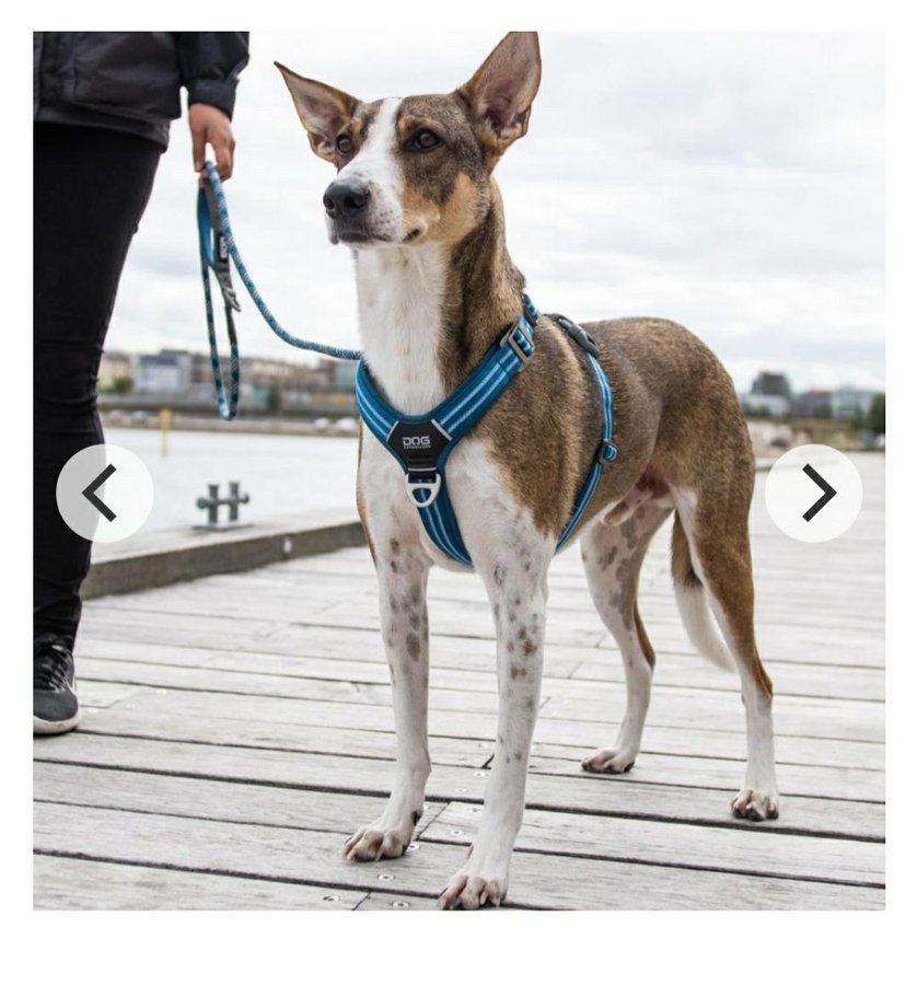 Hundsele storlek XS " Dog copenhagen comfort walk air"