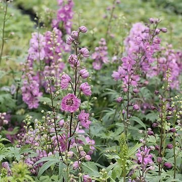 Frön till rosa riddarsporre "astolat" perenn