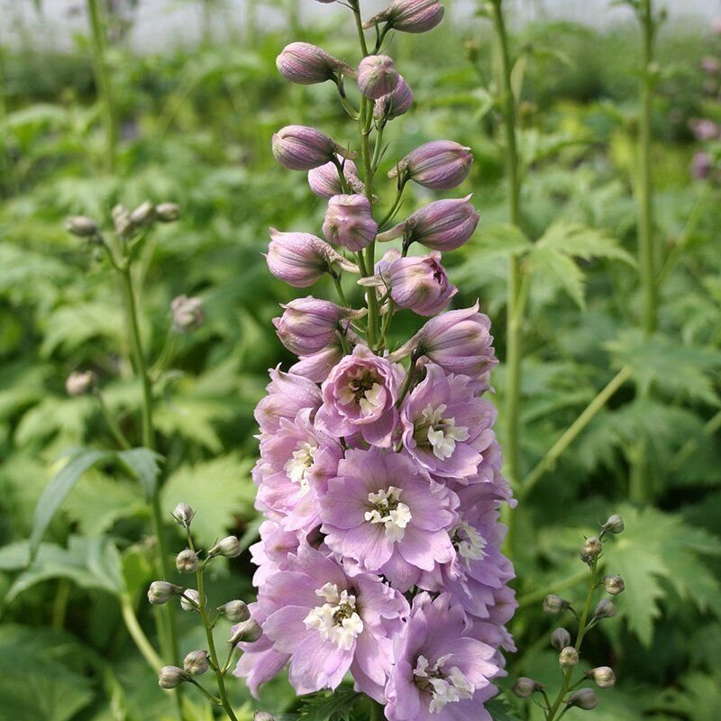 Frön till rosa riddarsporre "astolat" perenn