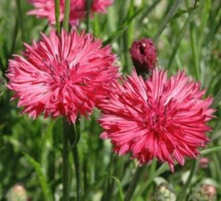 Blåklint röd höjd 50-70 cm blomstertid maj-september 40 frö