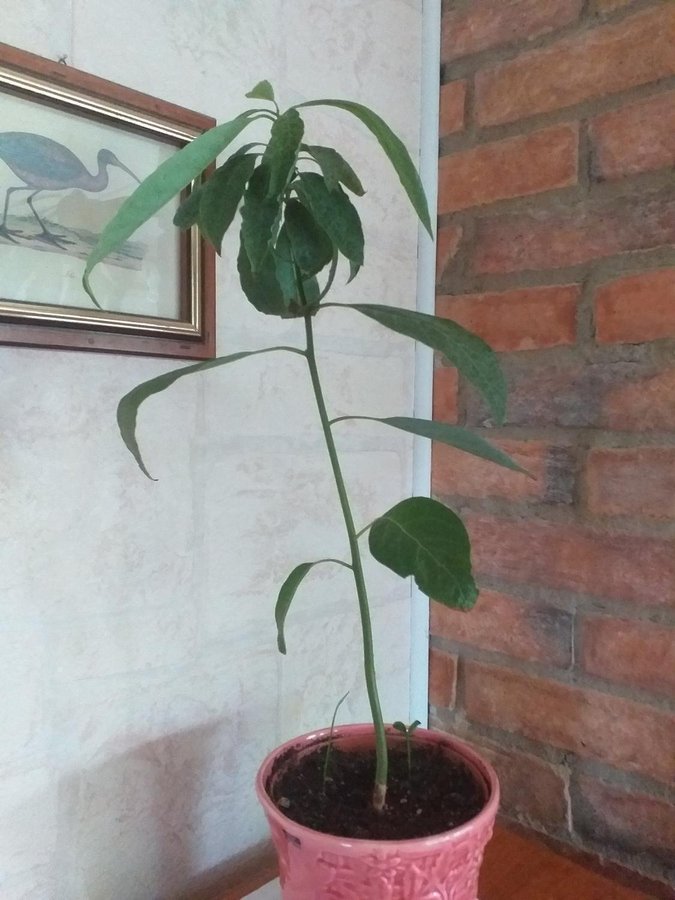 Avokado planta!