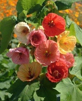 Klockmalva / Blomsterlönn mix krukväxt blomtid juli-oktober 20 frön