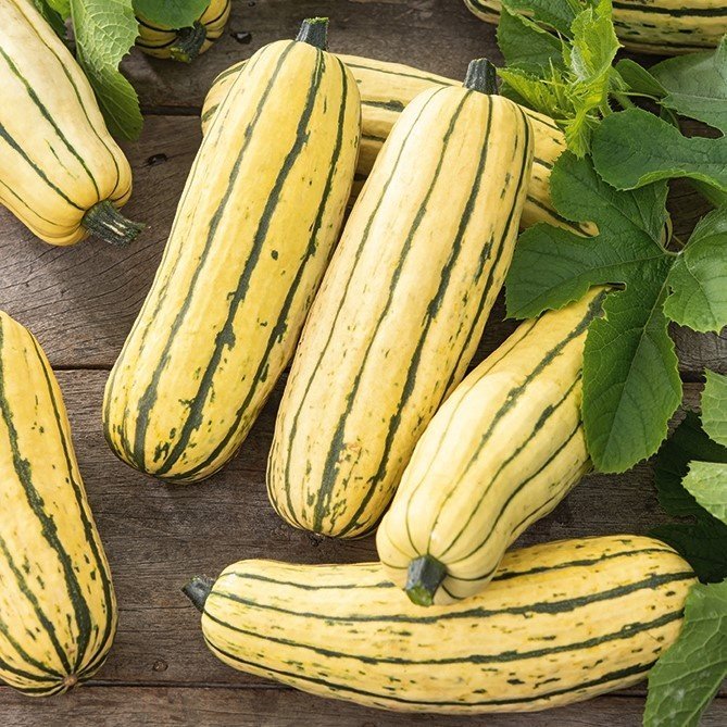 Pumpa/ Squash Delicata frukt 18-25 cm lång mycket god 4 frön