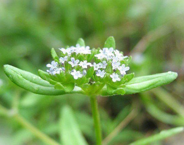 Vintersallad sättfrön– Maches eller Vårklynne - Valerianella locusta L