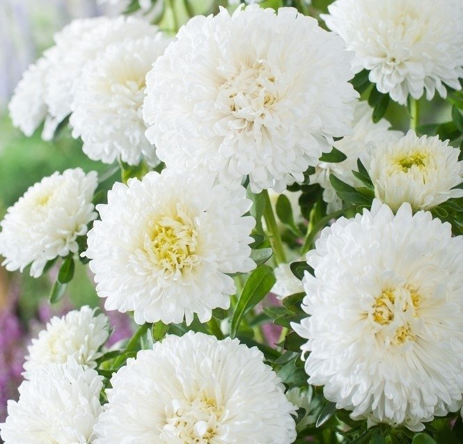 Aster/ pomponaster vit höjd 50 cm blommar juli-oktober ca 50 frön