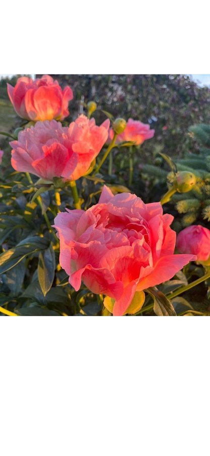 Pion Paeonia coral Supreme vackra blommor som skiftar i färg