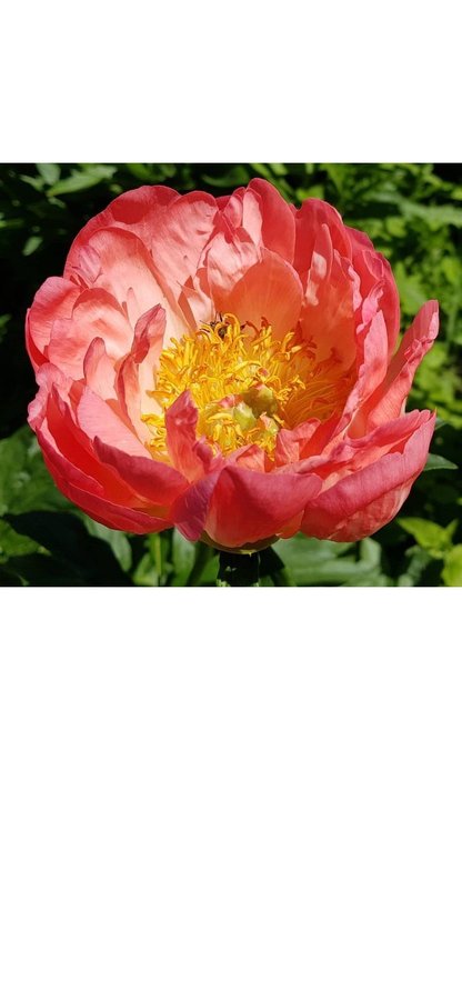 Pion Paeonia coral Supreme vackra blommor som skiftar i färg