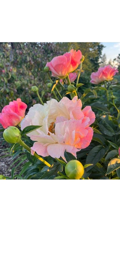 Pion Paeonia coral Supreme vackra blommor som skiftar i färg