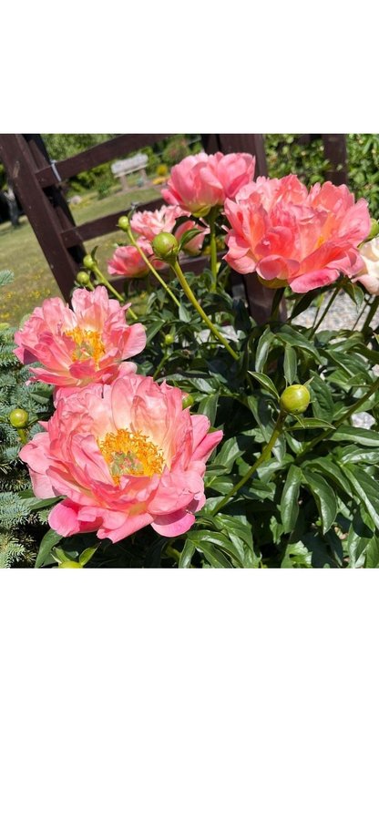 Pion Paeonia coral Supreme vackra blommor som skiftar i färg