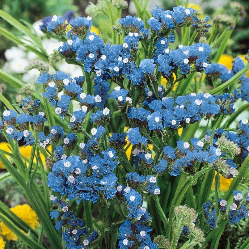 Risp blå ettårig höjd 60-70 cm blomtid juli-september 30 frön