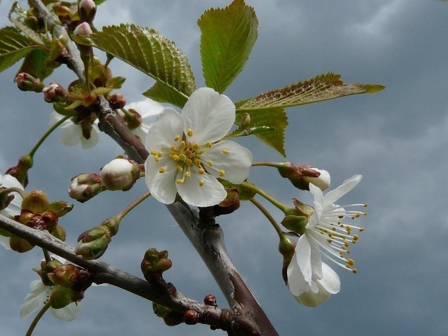 Körsbärsträd Prunus avium med sötkörsbär!