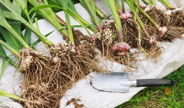 Tre st lökar av mina Gladioler