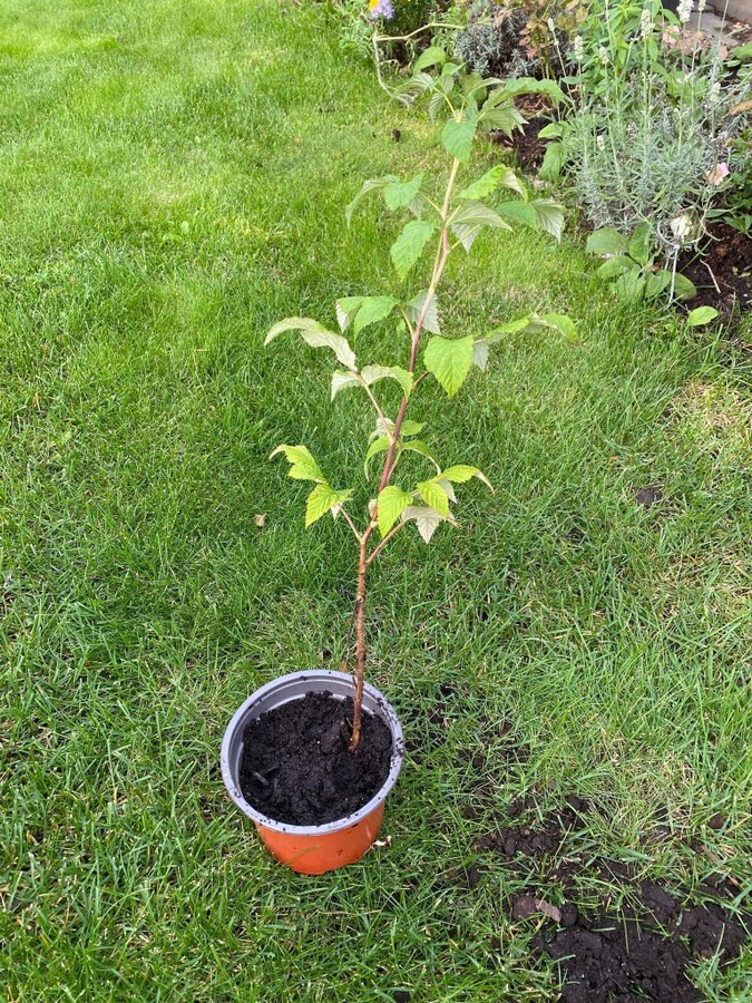 TRÄDGÅRDSHALLON Rubus mormor Hallon Mormorshallon 1 planta bär