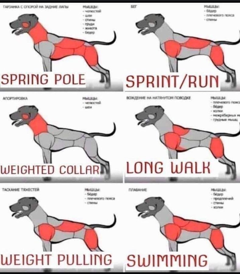 Spring Pole - Ultimata träning för din hund!