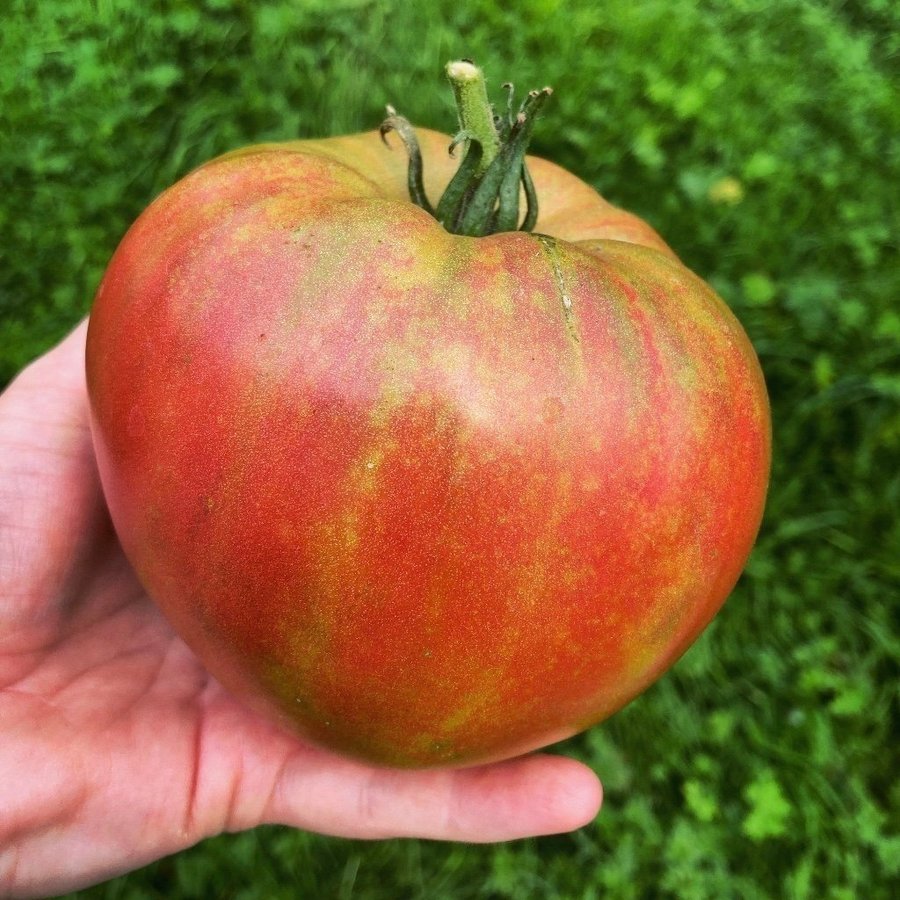 Taiga 5 frön raritet! Gourmetsort från Karen Olivier Mycket ovanlig bifftomat