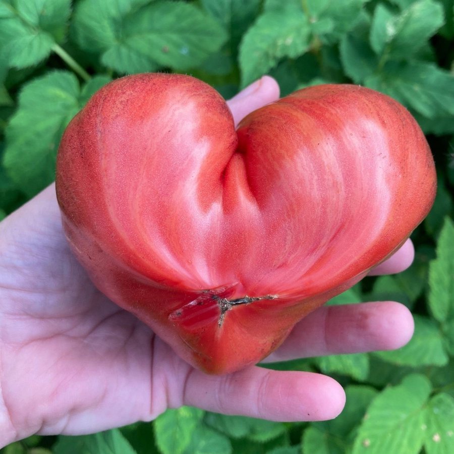 Crushed Heart 6 frön Magnifik läcker hjärtformad tomat