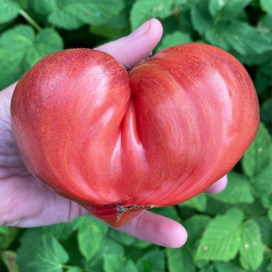 Crushed Heart 6 frön Magnifik läcker hjärtformad tomat