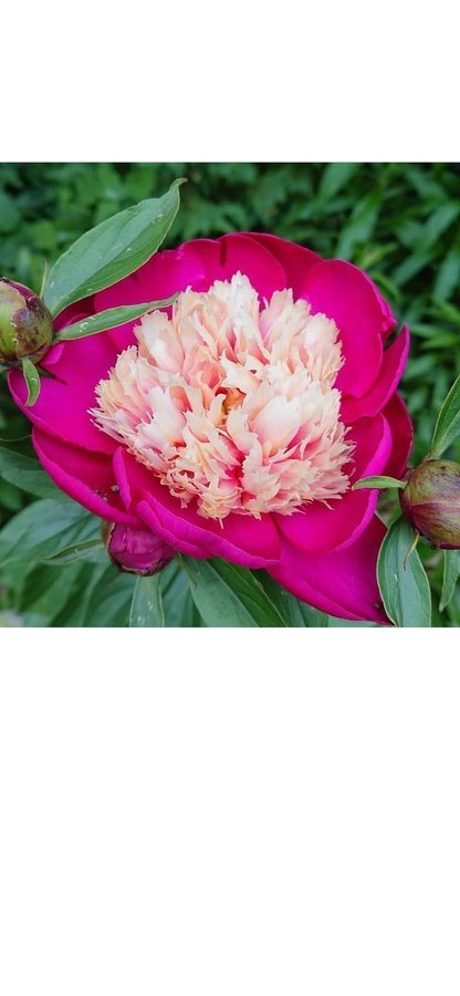 Vackra Pion Paeonia White cap blommor