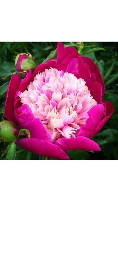 Vackra Pion Paeonia White cap blommor