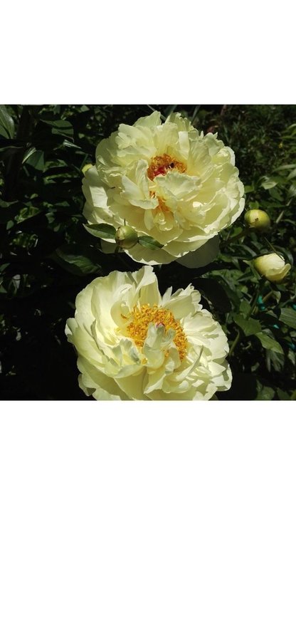 Vacker Paeonia pion LEMON CHIFFON som en gräddbakelse