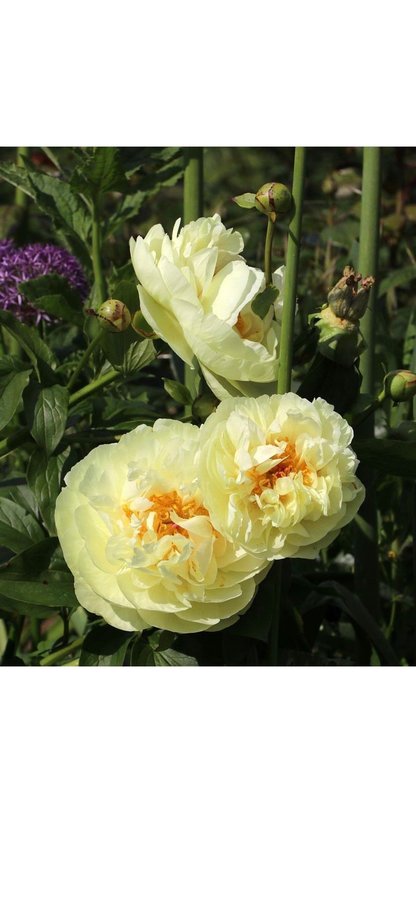 Vacker Paeonia pion LEMON CHIFFON som en gräddbakelse