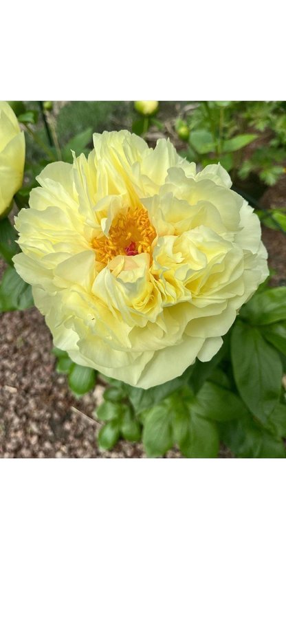 Vacker Paeonia pion LEMON CHIFFON som en gräddbakelse