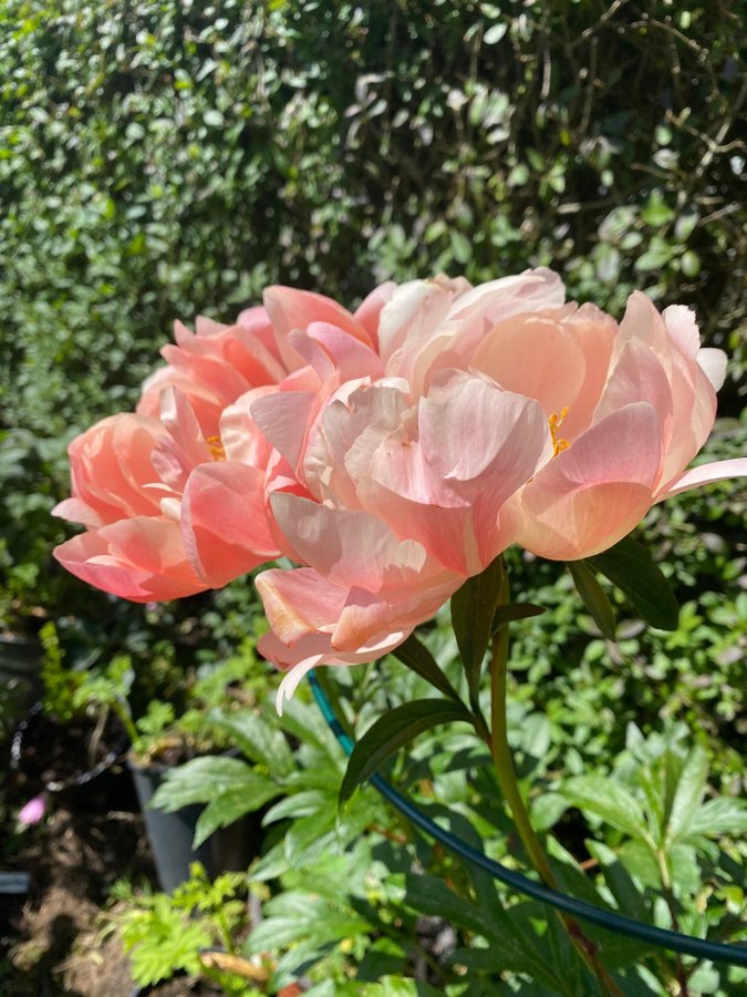 Vacker coral charm Pion Paeonia pioner Peony blommor perenn aprikos apricot