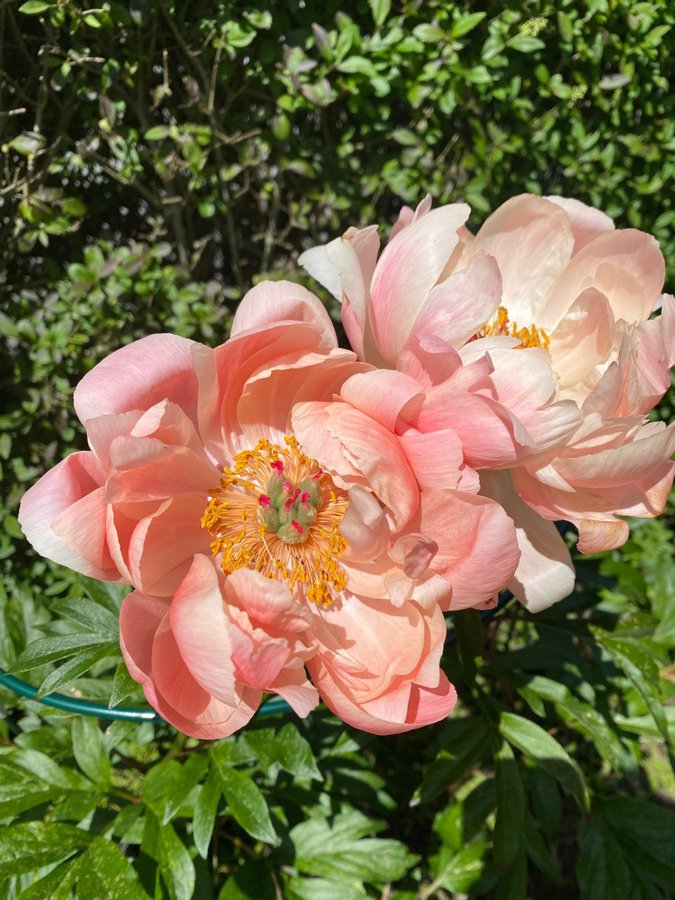 Vacker coral charm Pion Paeonia pioner Peony blommor perenn aprikos apricot