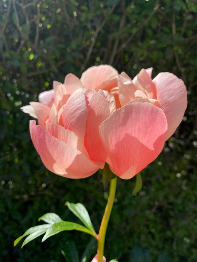 Vacker coral charm Pion Paeonia pioner Peony blommor perenn aprikos apricot