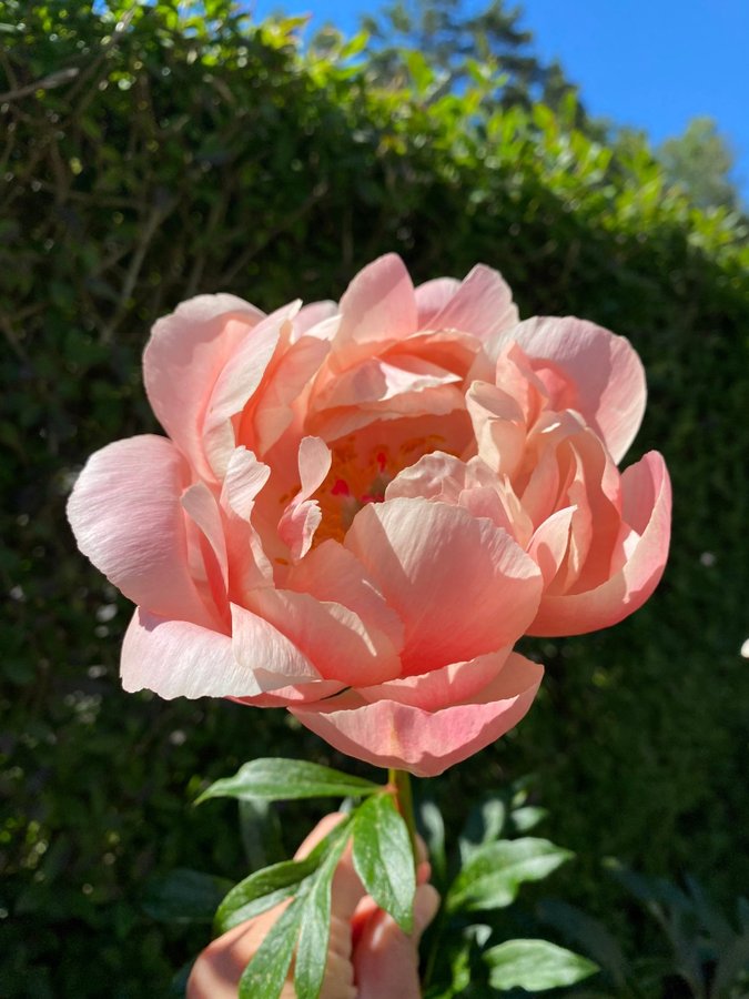 Vacker coral charm Pion Paeonia pioner Peony blommor perenn aprikos apricot