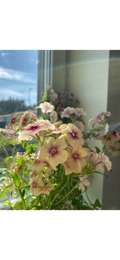 Sommarflox flox Phlox cheery caramel frön vackra blomma blommor