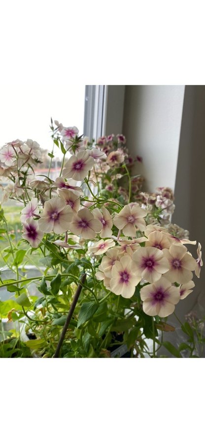 Sommarflox flox Phlox cheery caramel frön vackra blomma blommor