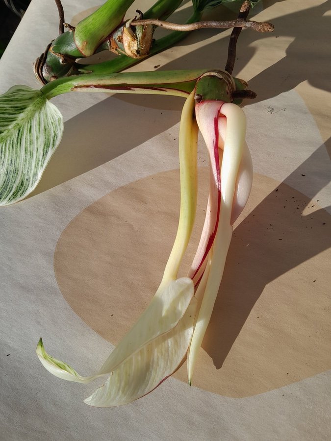 Philodendron White Measure Birkin med fin varigering på bladen!