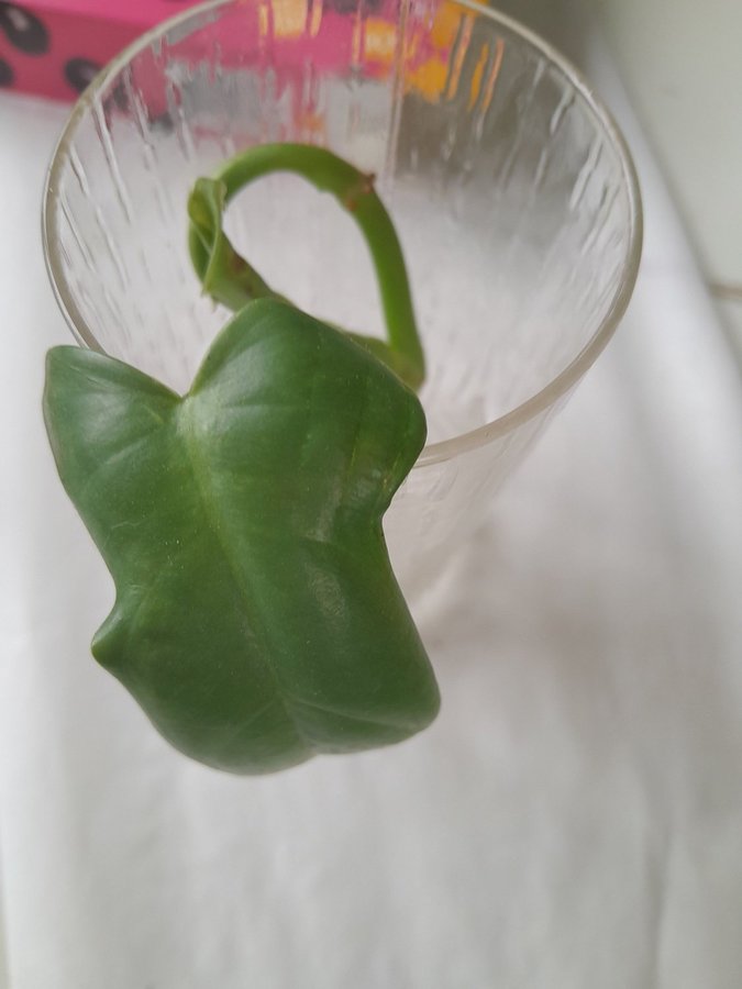 Philodendron Violino