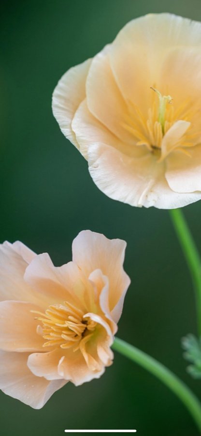 Sömntuta thai sik pink champagne Eschscholzia apricot aprikos blommor 14 frön