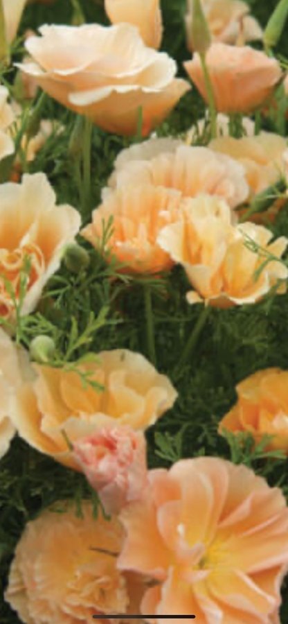 Sömntuta thai sik pink champagne Eschscholzia apricot aprikos blommor 14 frön