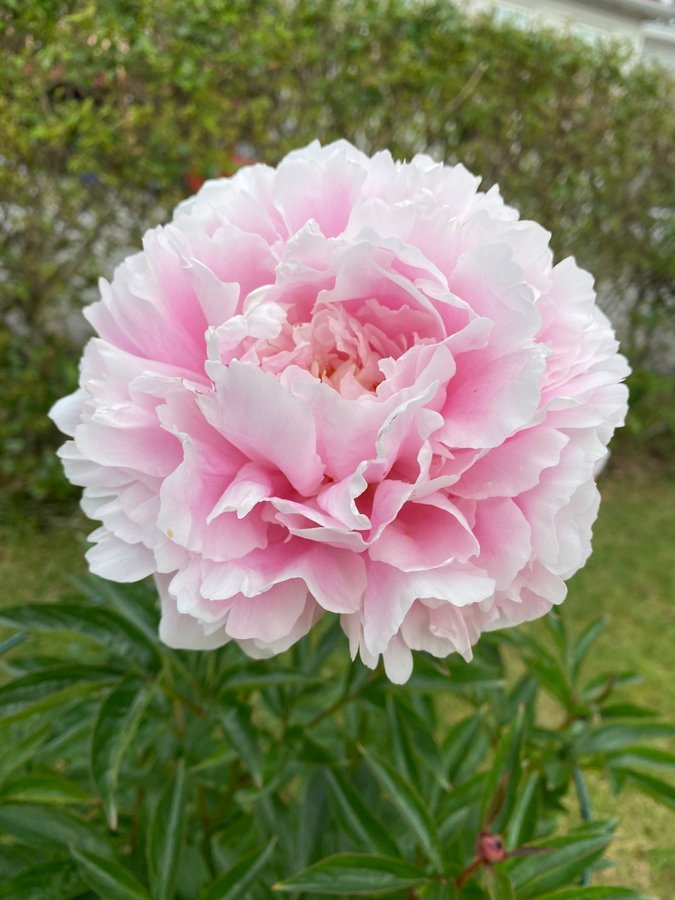 Vackra Pion Paeonia SARAH BERNHARDT blomlor