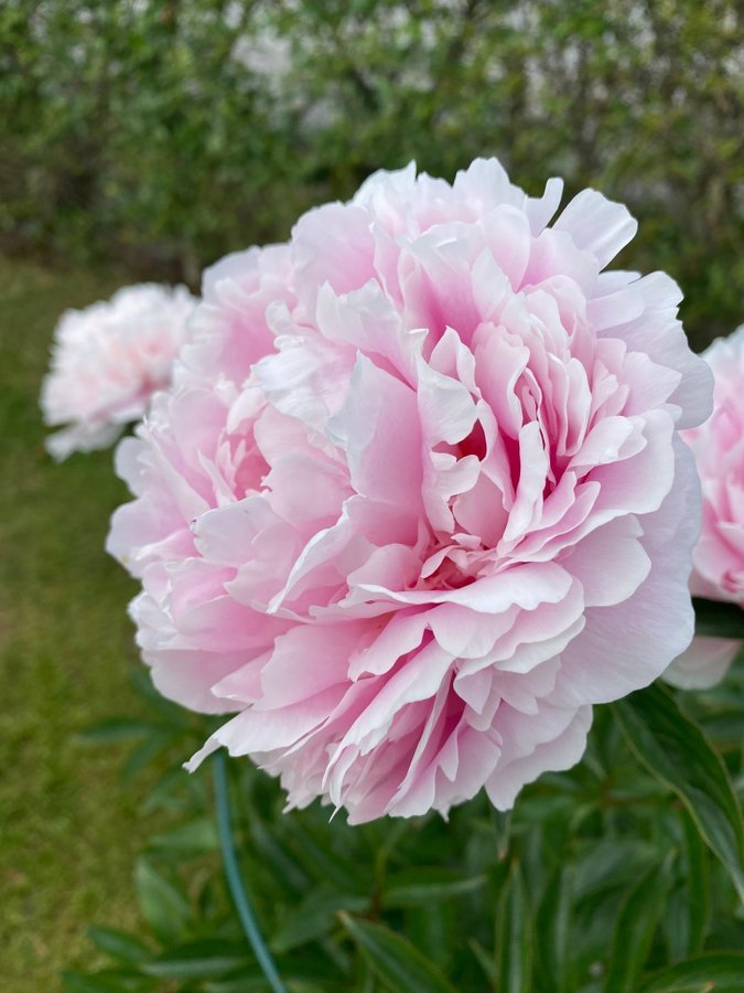 Vackra Pion Paeonia SARAH BERNHARDT blomlor