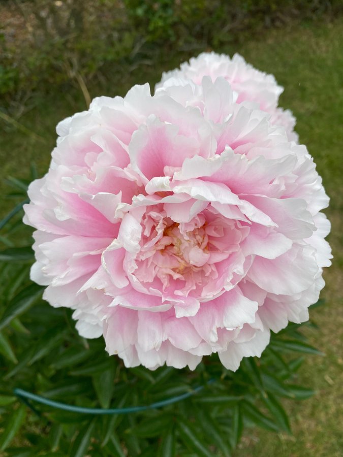 Vackra Pion Paeonia SARAH BERNHARDT blomlor