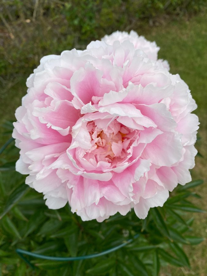 Vackra Pion Paeonia SARAH BERNHARDT blomlor