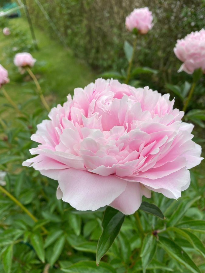 Vackra Pion Paeonia SARAH BERNHARDT blomlor