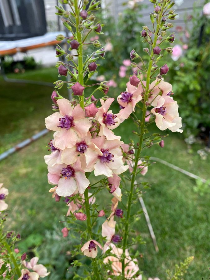 Kungsljus Southern charm Verbascum aprikos apricot fleråriga växt perenn frön